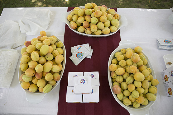 Malatya kayısısı Avrupa’dan vize aldı haber201707kayisic4
