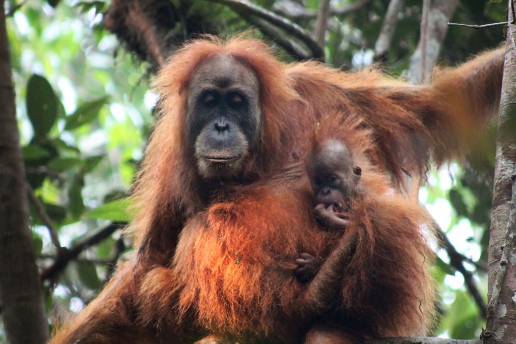 Sumatran Orangutan Indonesia copyright James Askew