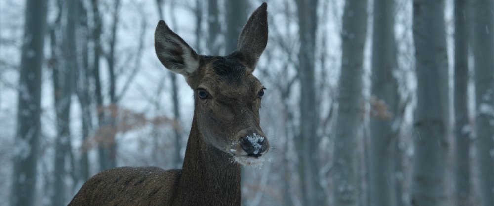 Yine Hüsran! Ayla Oscar'a aday olamadı 938977_33