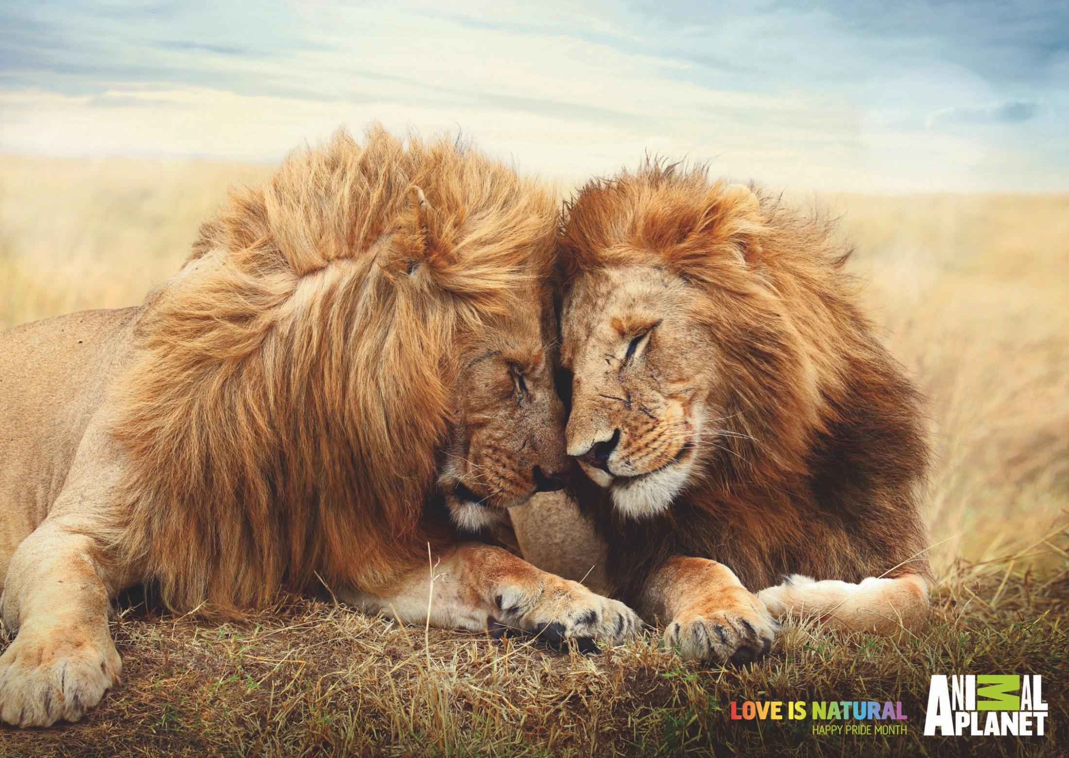 animalplanet_pride_lions_thumb