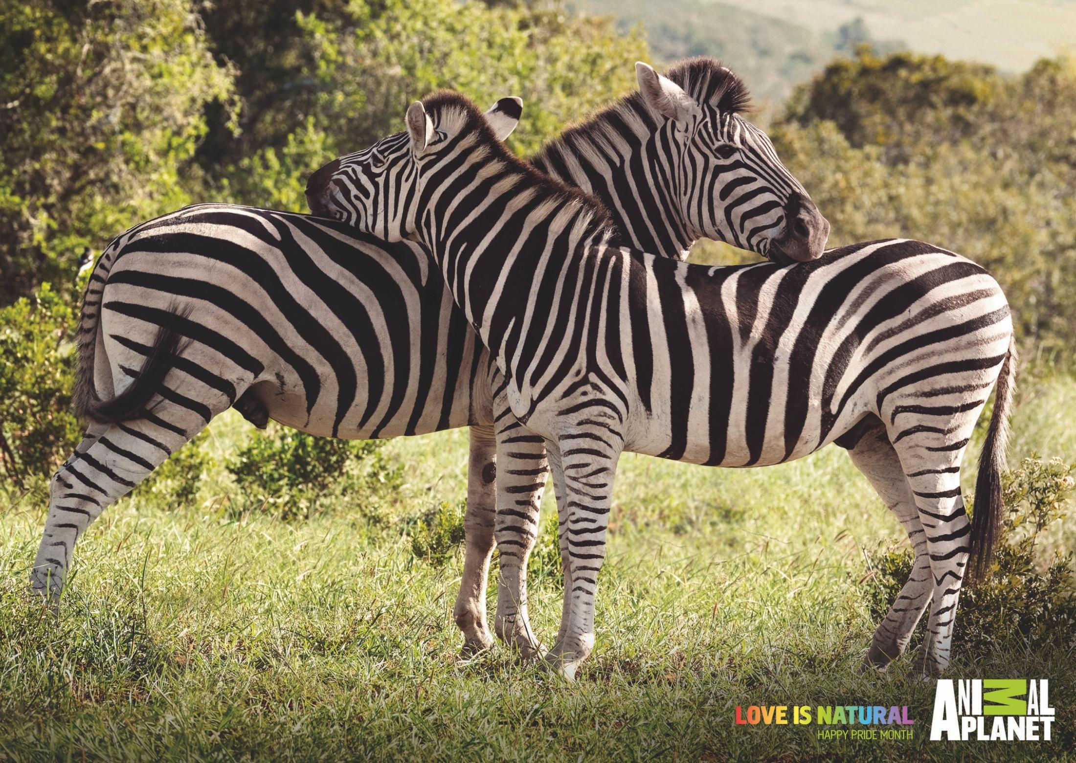 animalplanet_pride_zebras_thumb