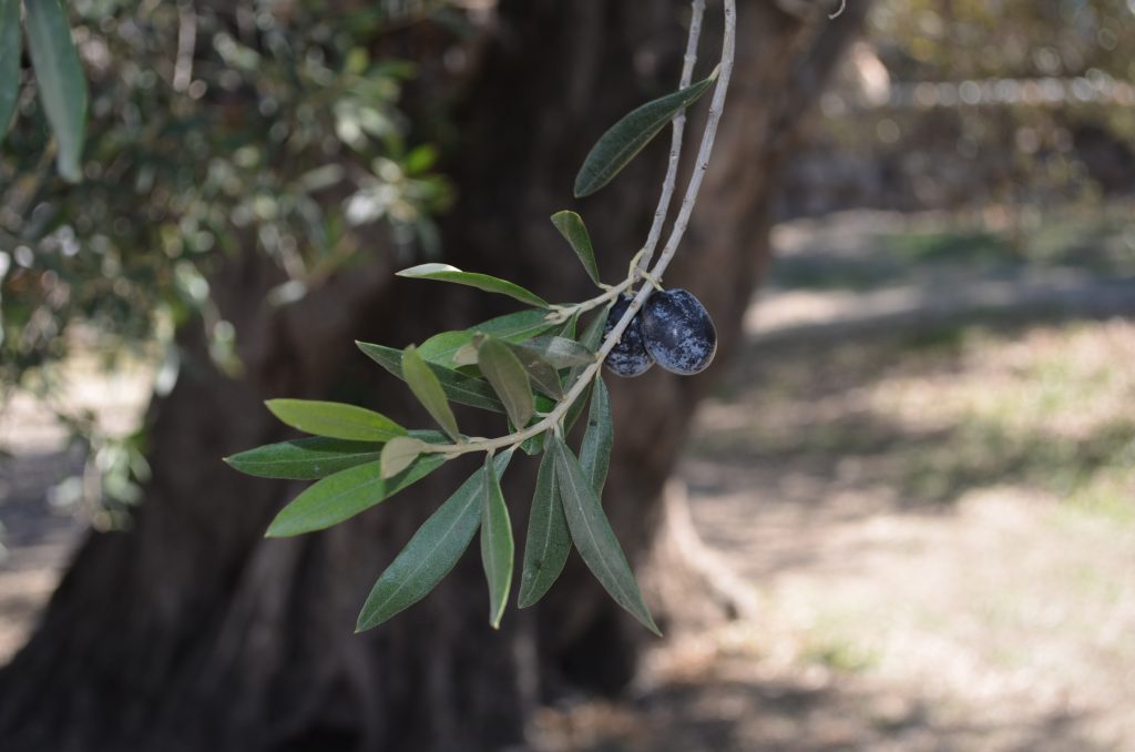 Bugün Japonya’da 2 milyon haneye Komili zeytinyağı satılıyor DSC_0086