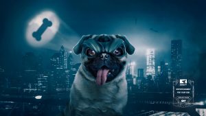 Köpekler için yayın yapan dünyanın ilk köpek kanalı “DogTV” yayında