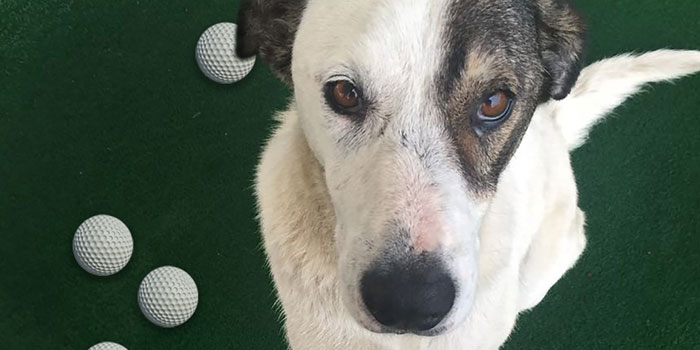 Golfçü işadamları "can dostlarımız" için sahada Golfçü işadamları "can dostlarımız" için sahada