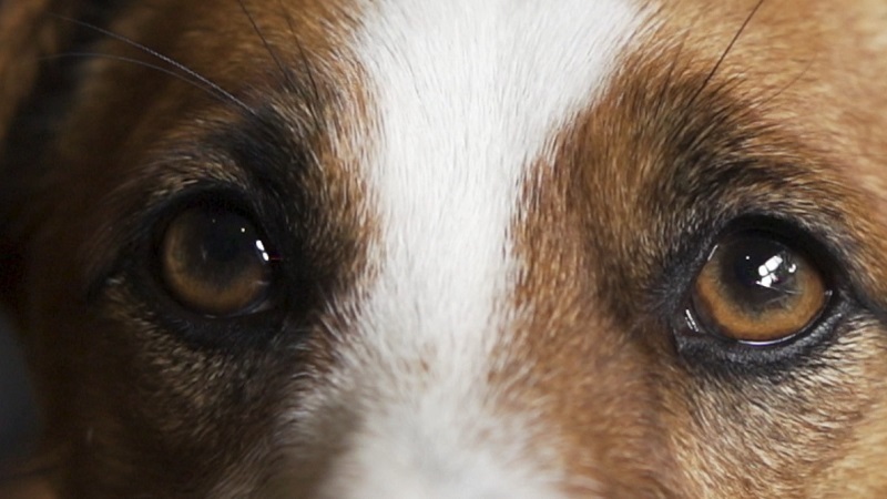 Kiğılı'dan Ankara'da katledilen 16 köpek için anlamlı tepki... Kiğılı'dan Ankara'da katledilen 16 köpek için anlamlı tepki...