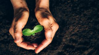 Anadolu Efes tohum topu atışlarına başladı