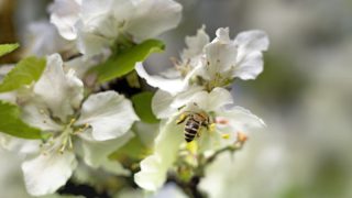 Hassas bebek cildinin tüm ihtiyacı "Hipp"