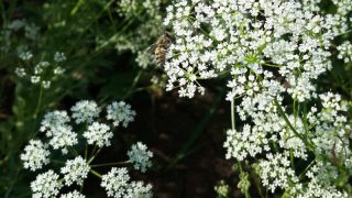 Mey|Diageo’dan “320 sürdürülebilirlik projesi”