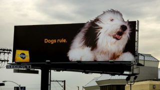 Pedigree'nin bilboardları neden köpekleri takip ediyor?