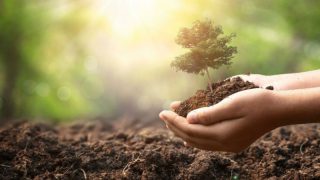 tema fidan bağışı