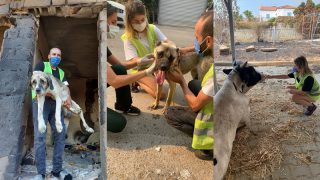 Afet mağduru hayvanlar için HAÇİKO Yaşam Çiftliği kuruluyor