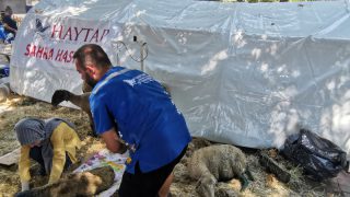 haytap hayvan sahra hastanesi