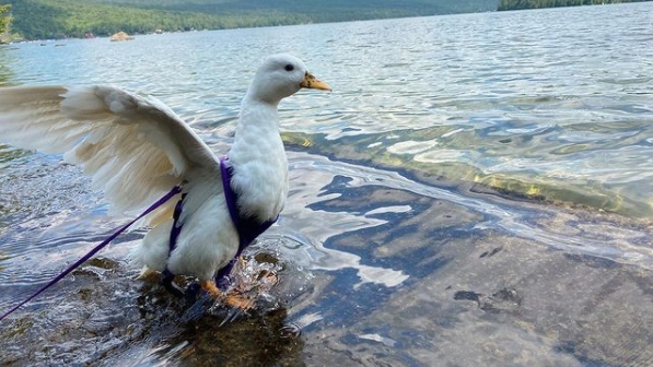 Ayda 4.500 dolar kazanan influencer ördekle tanışın – Son 24 saatin gündemi Influencer ördek ayda ne kadar kazanıyor?