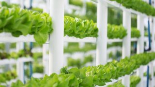 Gıda krizine çözüm: "dikey tarım"