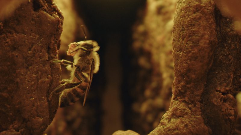 Arıların sırrı Apitera'da saklı... Arıların sırrı Apitera'da saklı...