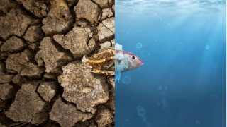 Küresel iklim değişikliğinin hayata 7 etkisi...