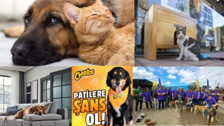 "Pati dostu" markalar...