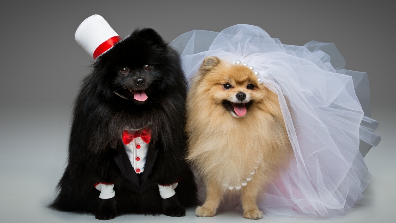 Zenginlerin yeni eğlencesi: Köpek düğünü köpek düğünü