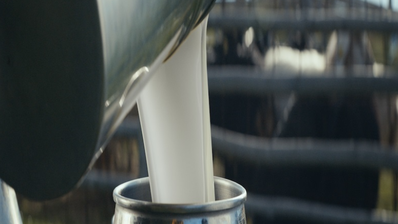 Buradayız, çünkü buralıyız... Golf Dondurma