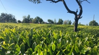 Lipton Türkiye: Sürdürülebilirlik yolculuğunda 13 yıl