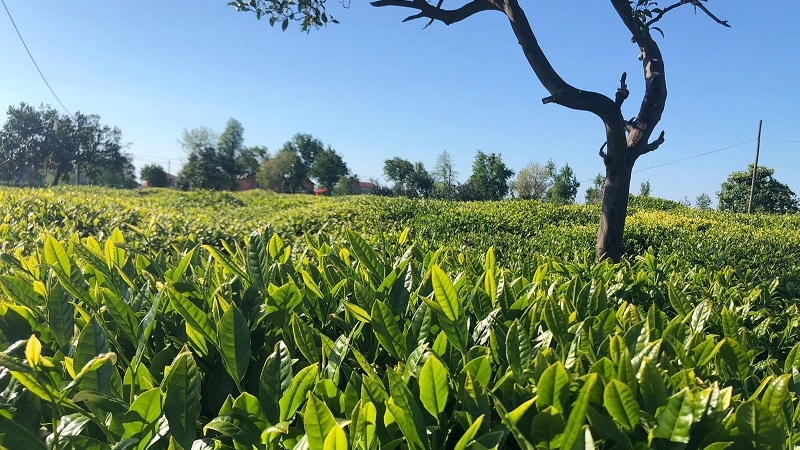 Lipton Türkiye: Sürdürülebilirlik yolculuğunda 13 yıl Lipton Türkiye: Sürdürülebilirlik yolculuğunda 13 yıl