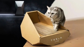 Tesla şimdi de "kedi yatağı" ile gündemde!