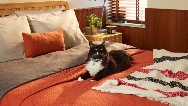 Her evin bir Schafer’ı var! Her evin bir Schafer’ı var!