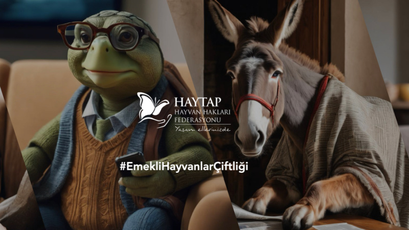 Emekli Hayvanlar Çiftliği'nde sevgi var, şiddet yok