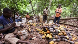 Depolar boşalmak üzere... Çikolata fiyatlarında sert artış kapıda!