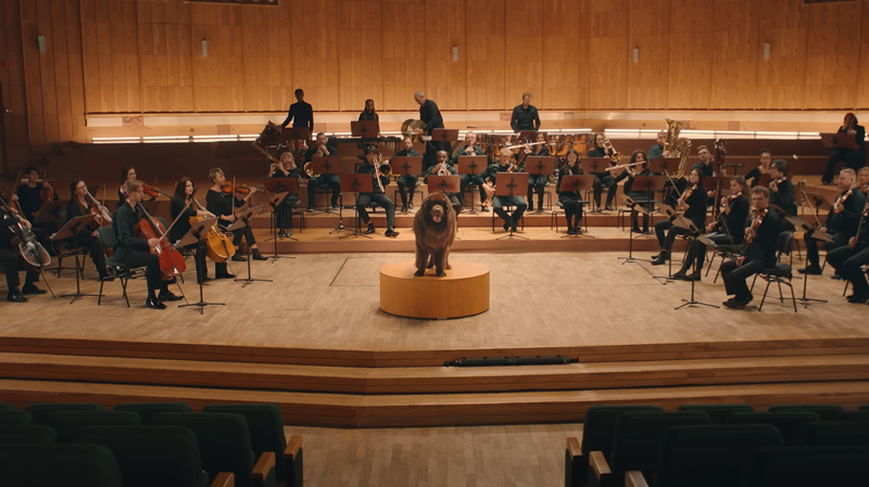 Dünyanın en tatlı maestroları sahnede: Kuyruklar havaya! Dünyanın en tatlı maestroları sahnede: Kuyruklar havaya!