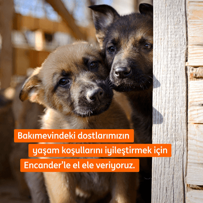 Patili dostların gününü sevgiyle kutlayan markalar... Patili dostların gününü sevgiyle kutlayan markalar...