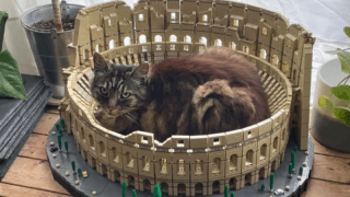 Kediler, LEGO Kolezyum'u sahiplendi!