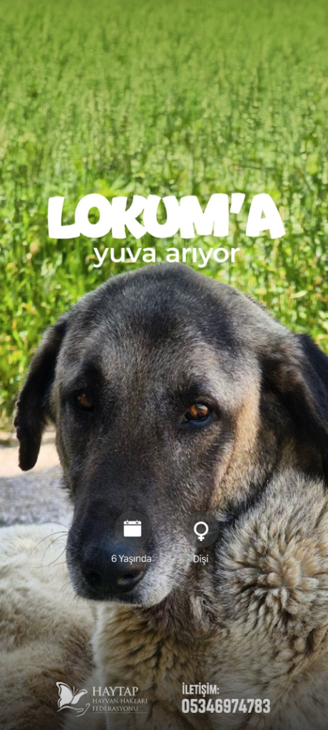 HAYTAP'tan dünyada bir ilk: Yuva arayan patiler iPhone ekranlarında! HAYTAP'tan dünyada bir ilk: Yuva arayan patiler iPhone ekranlarında!