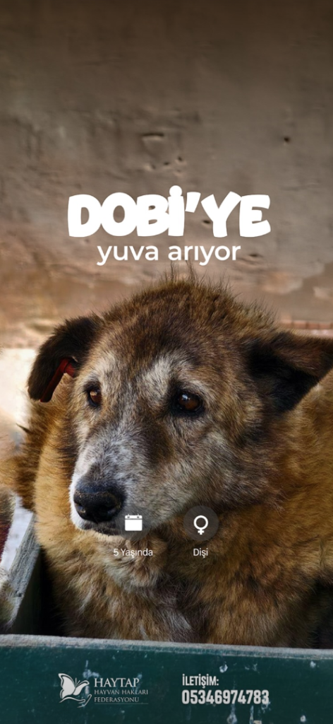 HAYTAP'tan dünyada bir ilk: Yuva arayan patiler iPhone ekranlarında! HAYTAP'tan dünyada bir ilk: Yuva arayan patiler iPhone ekranlarında!