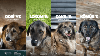 HAYTAP'tan dünyada bir ilk: Yuva arayan patiler iPhone ekranlarında!