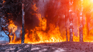 Orman yangınları yükselen yeni küresel risk 