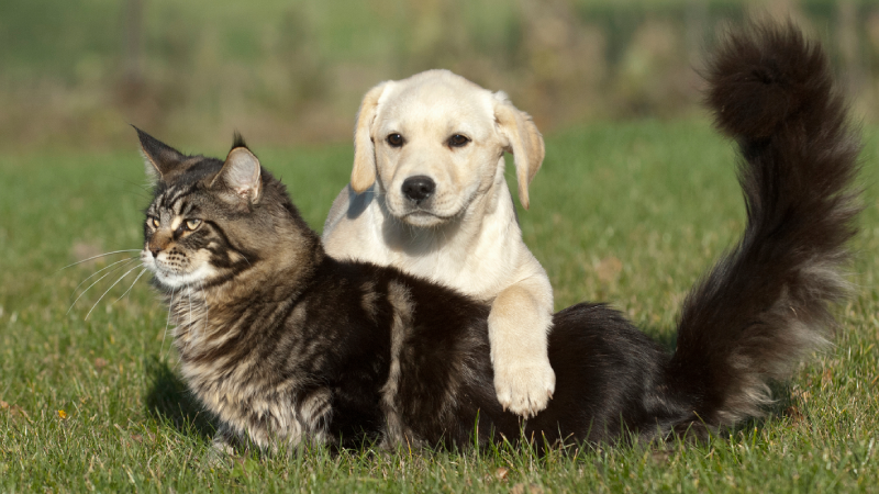Mama pazarı hızla büyüyor: Kedi sahipleri daha sık, köpek sahipleri daha çok alıyor!