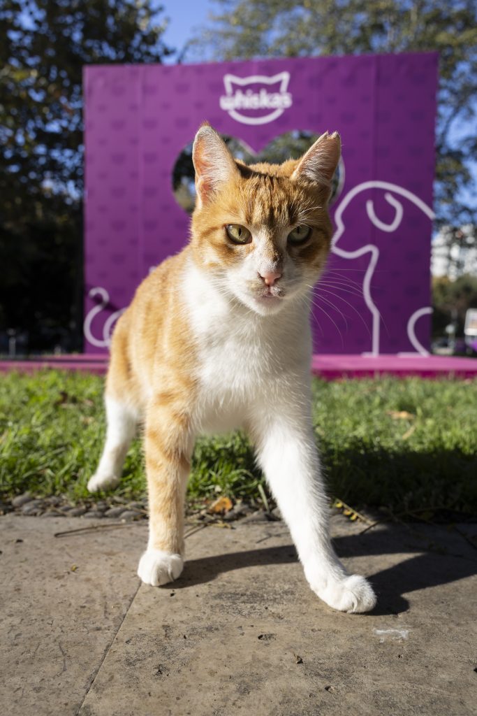 Şehirde yaşamı birlikte kurmak mümkün, yeter ki: "Gör Beni" Şehirde yaşamı birlikte kurmak mümkün, yeter ki: "Gör Beni"