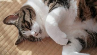 Kediler 20 milyar dolarlık dev bir pazar yarattı