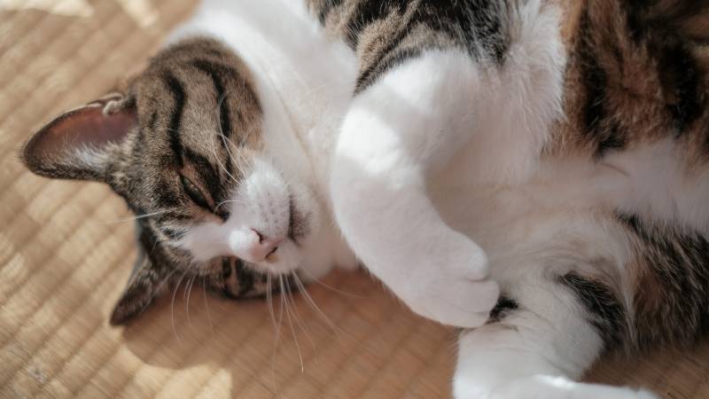 Kediler 20 milyar dolarlık dev bir pazar yarattı