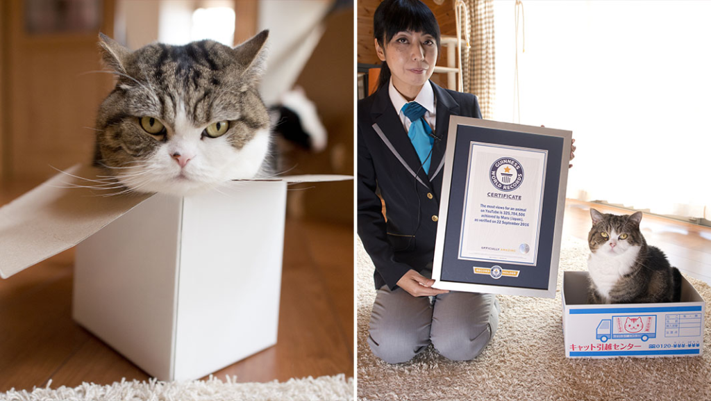 Kediler 20 milyar dolarlık dev bir pazar yarattı