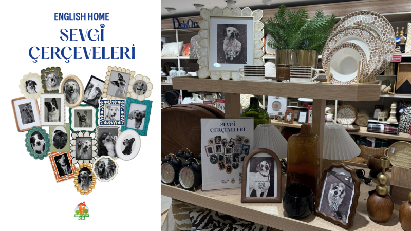 English Home mağazalarındaki çerçeveler patili dostları sahiplendirme noktasına dönüşüyor!