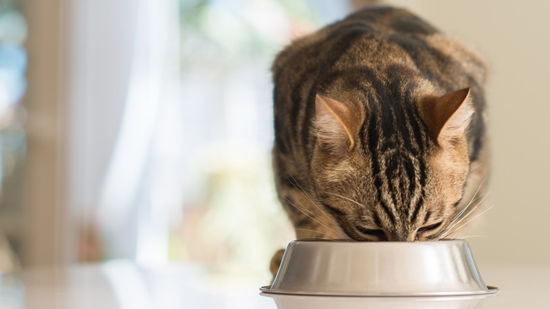 Patili dostların sessiz krizi: Her 10 kedi ve köpeğin 4’ü fazla kilolu