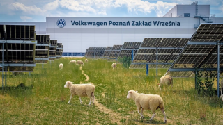 Volkswagen çim biçme makinelerini emekliye ayırdı, koyunları işe aldı!