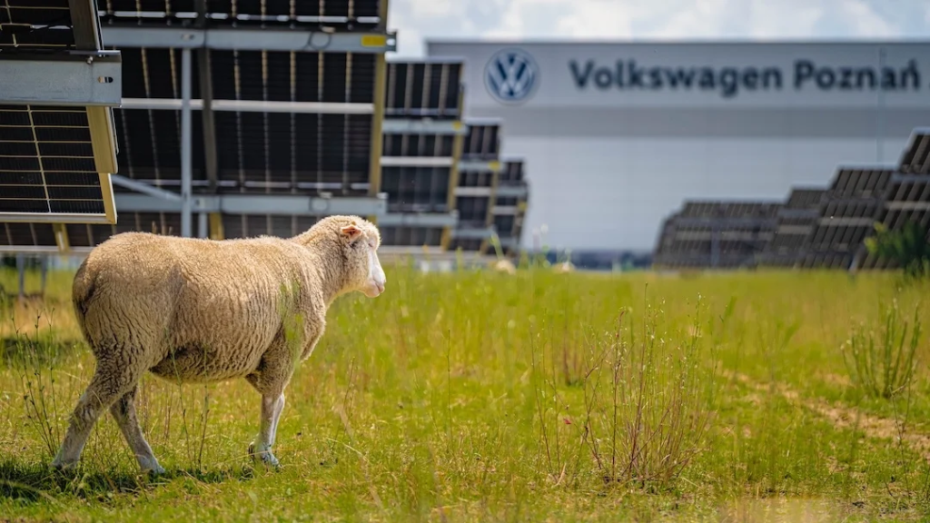 Volkswagen çim biçme makinelerini emekliye ayırdı, koyunları işe aldı!