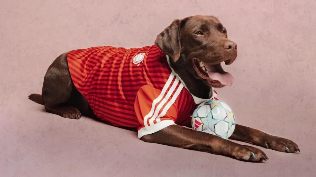 adidas’ın yeni kadrosunda "patili yıldızlar" var!